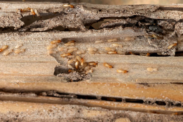 Best Affordable Exterminators  in Huntington, VA
