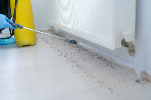 Best Termite Control Services  in Huntington, VA