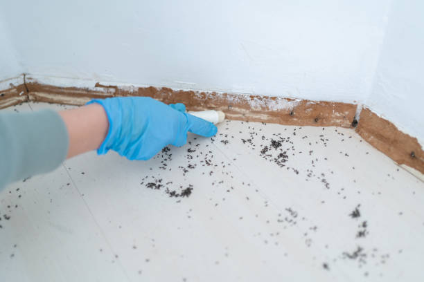 Professional Pest Control in Huntington, VA